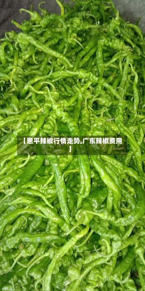 【恩平辣椒行情走势,广东辣椒费用】