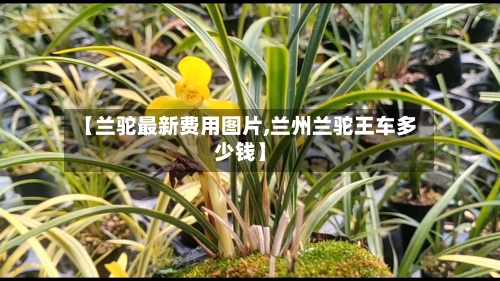 【兰驼最新费用图片,兰州兰驼王车多少钱】