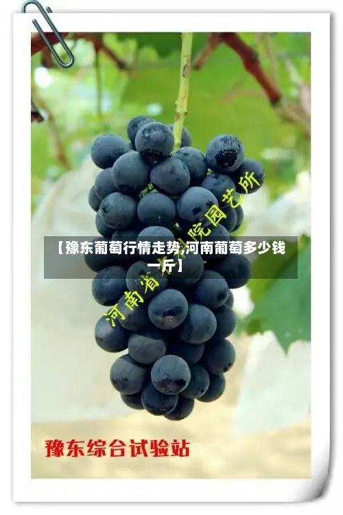 【豫东葡萄行情走势,河南葡萄多少钱一斤】-第2张图片