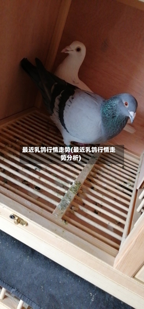 最近乳鸽行情走势(最近乳鸽行情走势分析)-第2张图片