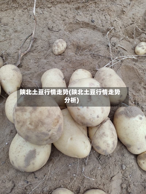陕北土豆行情走势(陕北土豆行情走势分析)-第2张图片