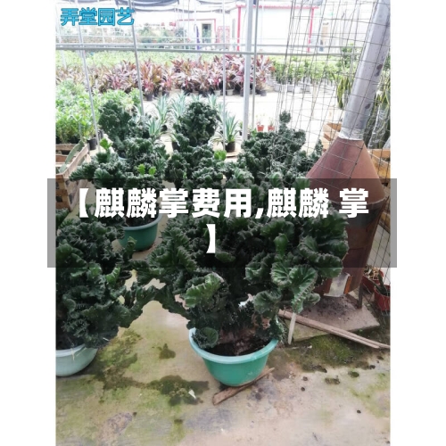 【麒麟掌费用,麒麟 掌】