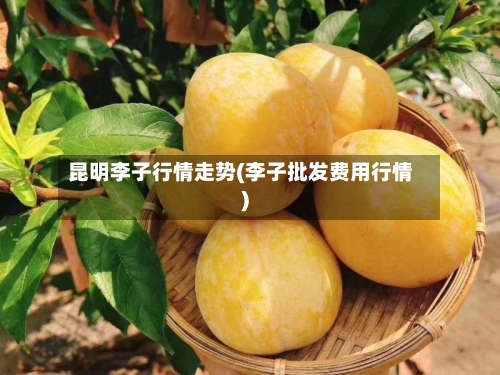 昆明李子行情走势(李子批发费用行情)