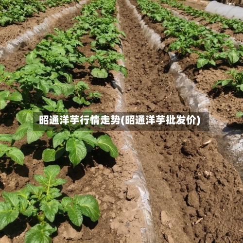 昭通洋芋行情走势(昭通洋芋批发价)