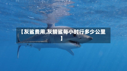 【灰鲨费用,灰鲭鲨每小时行多少公里】-第2张图片