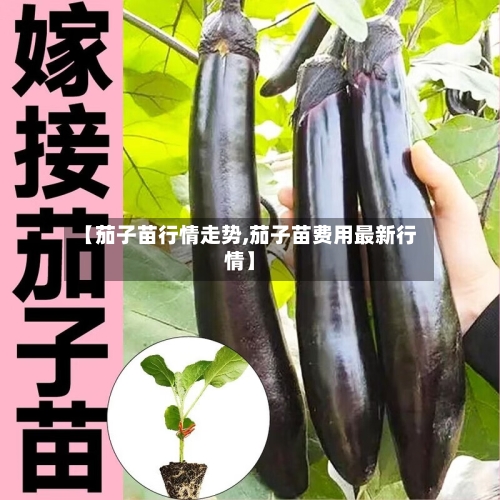 【茄子苗行情走势,茄子苗费用最新行情】