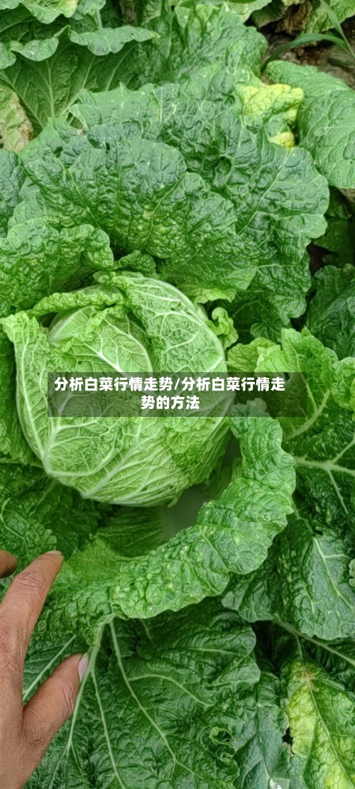 分析白菜行情走势/分析白菜行情走势的方法-第2张图片