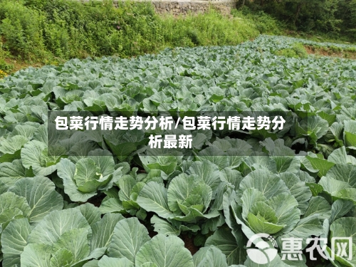 包菜行情走势分析/包菜行情走势分析最新-第2张图片